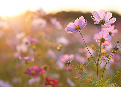 一部のみにピントが合っている、花の写真