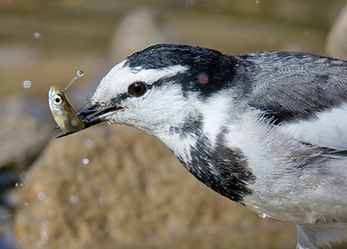 鳥が魚をくわえている明るい写真