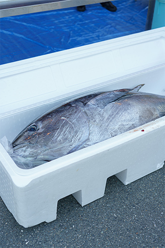 �礭�ʥޥ����μ̿�